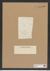 Diatomeae indet. Zeichnungen Sammlung Grunow Nr. 8204 (NHMW-BOT-W0377587)